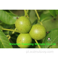 Najlepsza usługa Walnut jąder Światło